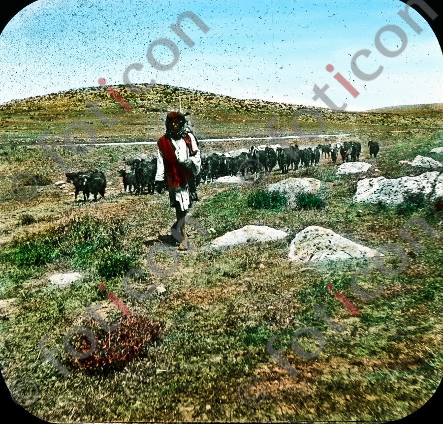 Hirte in Palästina | Shepherd in Palestine (foticon-simon-054-048.jpg)